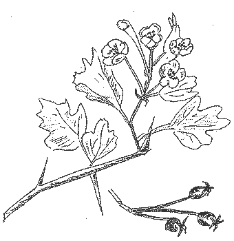 L'Aubpine Monogyne (dessin Maryse Christolome)