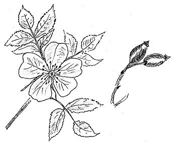 L'Eglantier (dessin Maryse Christolome)