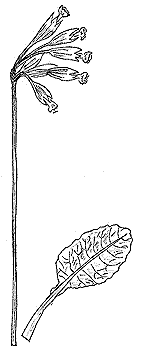 la Primevre Officinale (desssin Maryse Christolome)