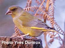 le Verdier (photo Yves Durieux)