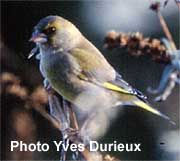 le Verdier (photo Yves Durieux)